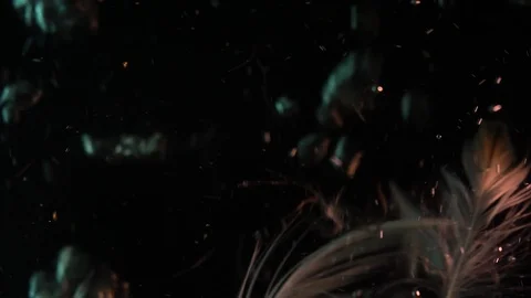 Feathers and bubbles Stock Footage 115838443
