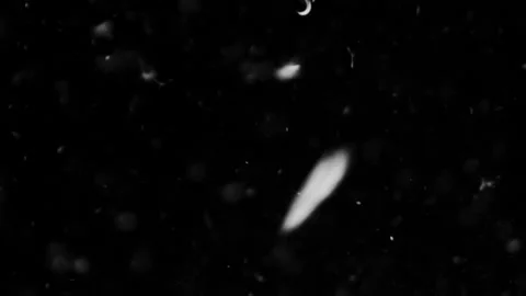 Feathers and Organic Dust Stock Footage 102800295