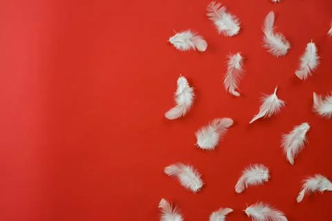 Feathers are spread out on a red background Stock Photos