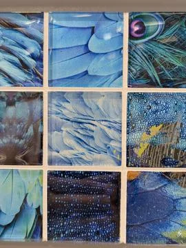Feathers arranged in a grid on a wall close-up with blue and green glass ti.. Stock Photos