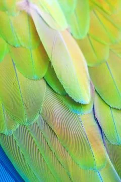 Feathers background of the bird wing. texture of blue and green feathers parr Stock Photos