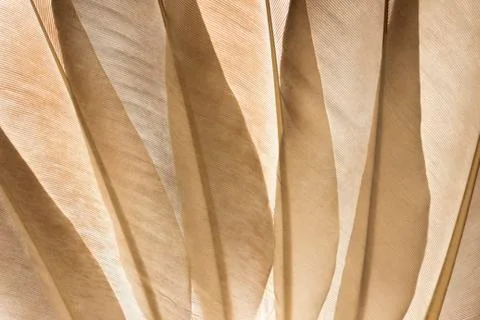 Feathers background Фото