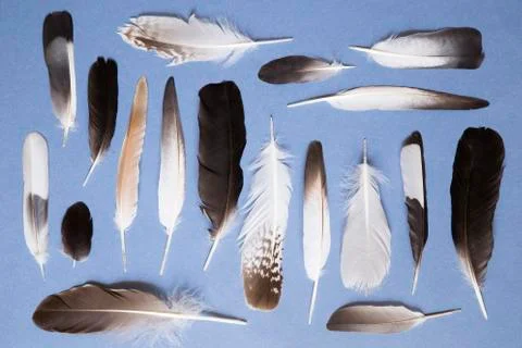 Feathers background Фото