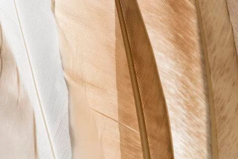 Feathers background Stockfoto's