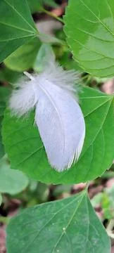 Feathers of a Bird on a Green Tree Leaf Stock Photos