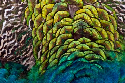 Feathers of a bird (peacock) Stock Photos