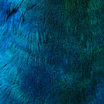 Feathers of a bird (peacock) Stock Photos