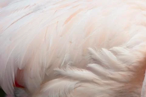 Feathers of a bird Stock Photos