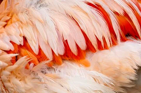Feathers of a bird Stock Photos