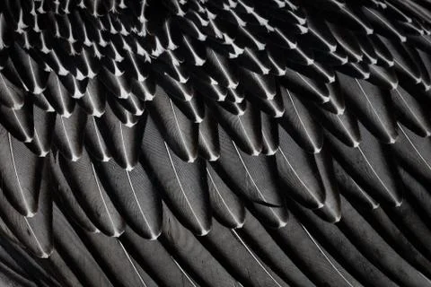 Feathers of a bird Foto stock