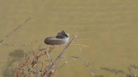 Feathers of a bird in the wind against the background of the river Stock Footage 128841632