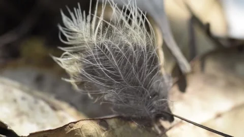 The feathers of a bird's wings falling in the wind Stock Footage 162511048