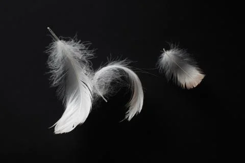 Feathers on black Stock Photos