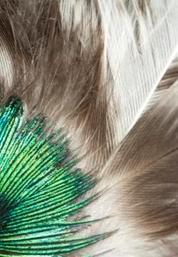 Feathers closeup Stock Photos