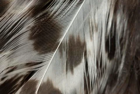 Feathers closeup Foto stock