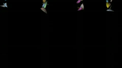 Feathers coloured Video stock 682058