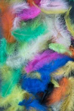 Feathers of different colors. Background, feather texture. An abundance of color Stock Photos