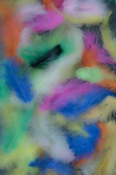 Feathers of different colors. Background, feather texture. An abundance of color Stock Photos