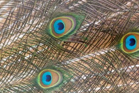 Feathers display vibrant eye-like patterns Foto stock