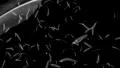 Feathers falling against black HD Footage