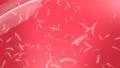 Feathers falling against pink HD Footage
