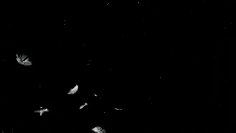 Feathers falling in black back drop with fine down floating after 스톡 동영상 142395415