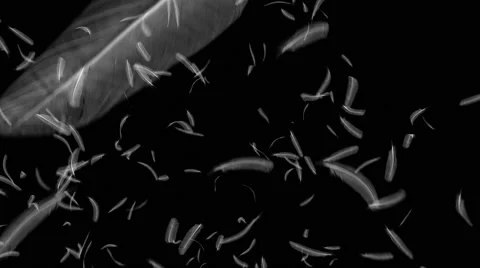 Feathers falling on black background 4K Stock Footage