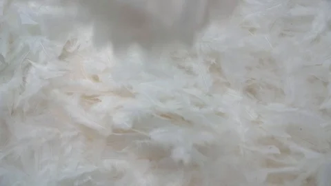 Feathers falling down on soft feathers in slow motion Stock Footage 124282738