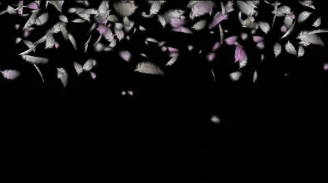 Feathers falling Video stock 682065