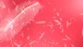 Feathers falling loop against pink HD Footage