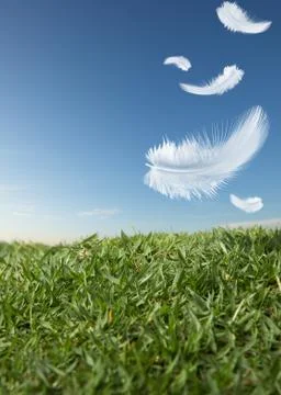 Feathers falling Stock Photos