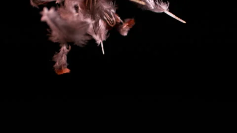 Feathers falling in slow motion HD 2 Stock Footage 253058491