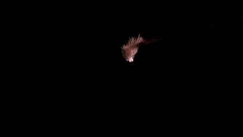 Feathers falling in slow motion HD 4 Stock Footage 253059903