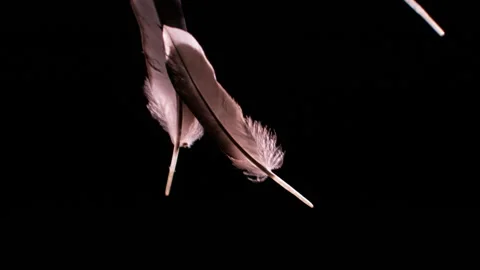 Feathers falling in slow motion HD 3 Stock Footage 253059996