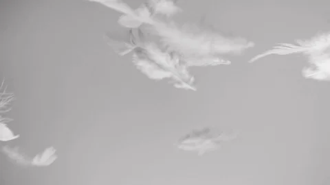 Feathers flies by the wind and falling down Stock Footage 83475987