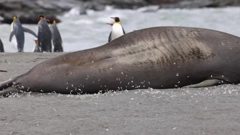 Feathers float and gently glide past where sleepy marine giants hide Stock Footage 336618547