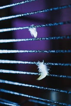 Feathers float between lines of blinds in a dark room with a purple backgro.. Stock Photos