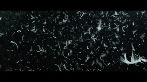 Feathers Floating 1 Stock Footage 32278629