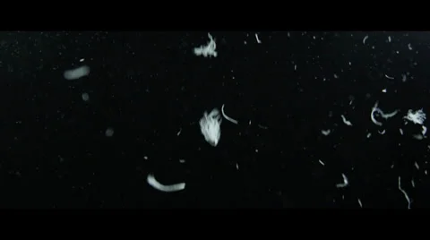 Feathers Floating 2 Stock Footage 32278965