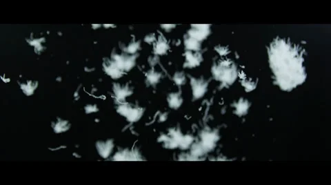 Feathers Floating 3 Stock Footage 32280019