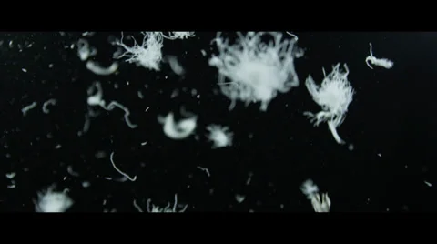 Feathers Floating 4 Stock Footage 32278471