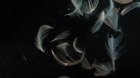 Feathers floating under water Stock Footage 115838384