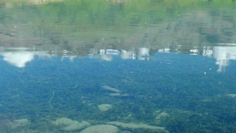 Feathers floating on water Stock Footage 260367563