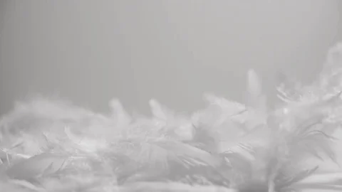 Feathers flying in the wind on abstract clean background Stock Footage 83476173