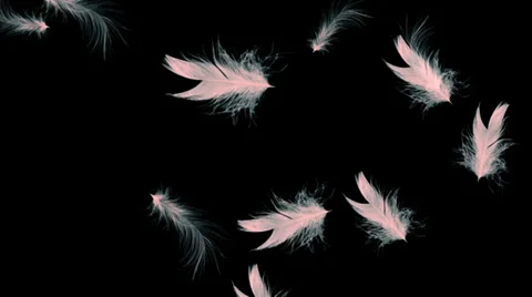 Feathers Stock Footage 34155694
