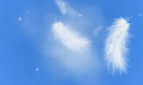 Feathers Stock Footage 91655974