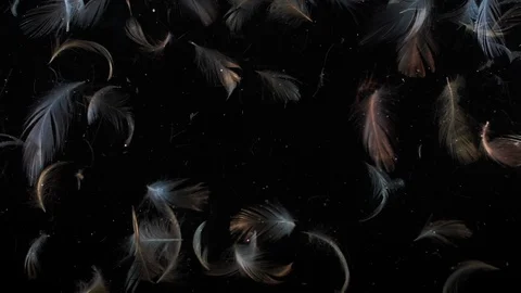 Feathers Stock Footage 115836308