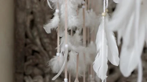 Feathers Stock Footage 146077496