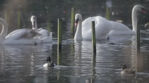 Feathers gleam snowy , reflections dancing in the sunlight Stock Footage 299889858