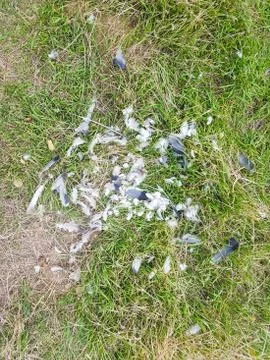 Feathers on grass. leftover of a bird Stock Photos
